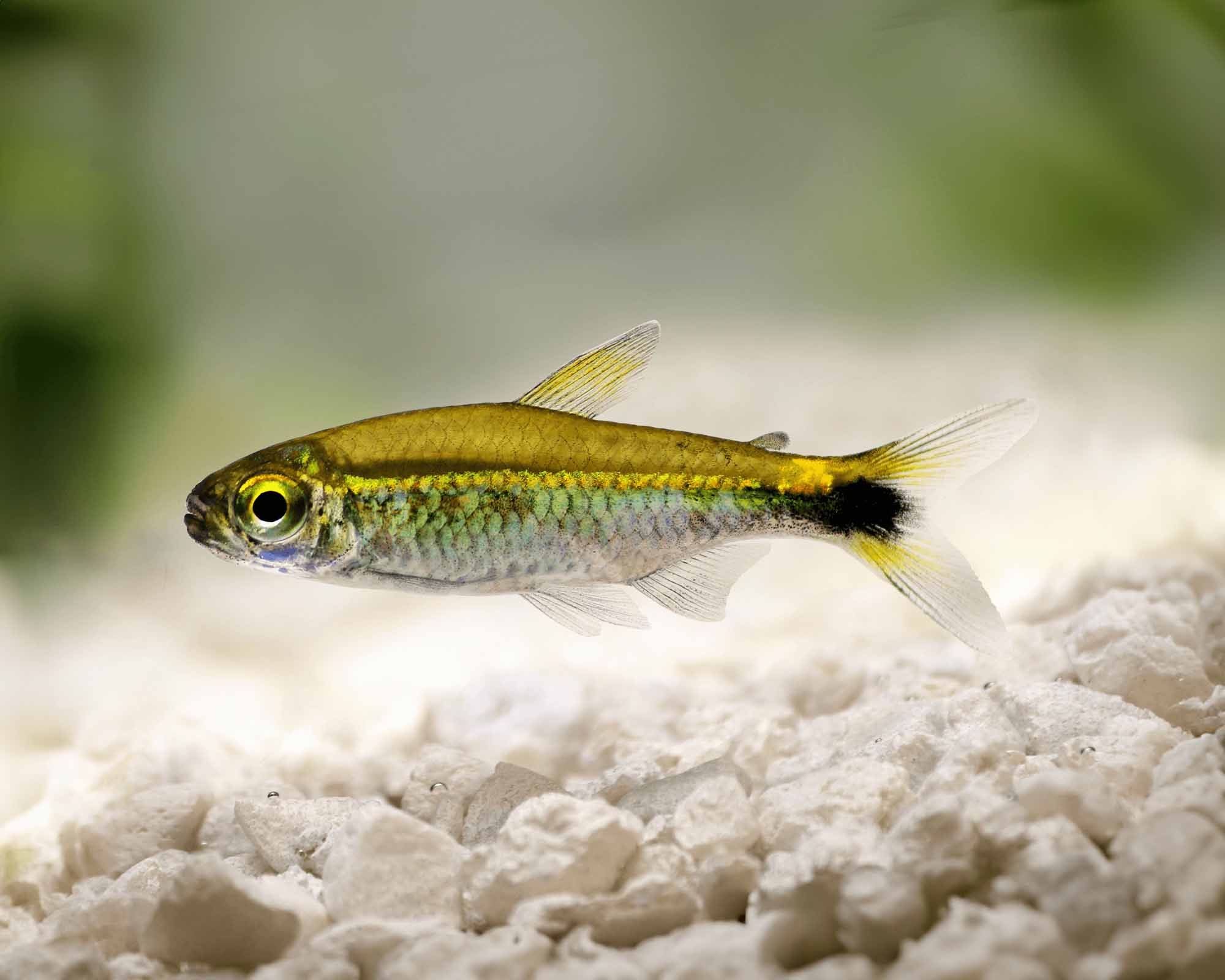 Hyphessobrycon hyanuary (Costello Tetra)